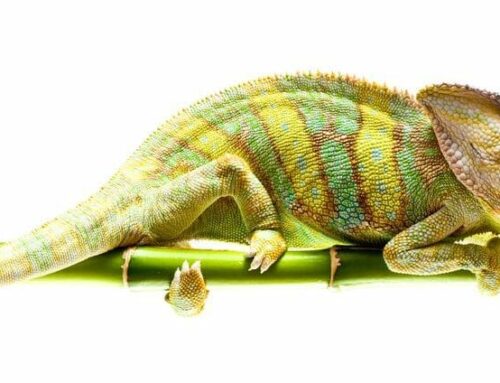 Every Chameleon Knows Its Color: Being Adaptable AND Authentic