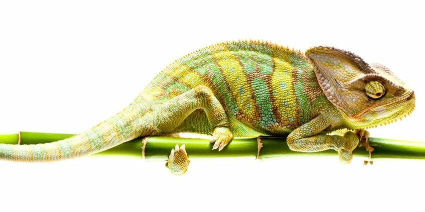 Every Chameleon Knows Its Color: Being Adaptable AND Authentic